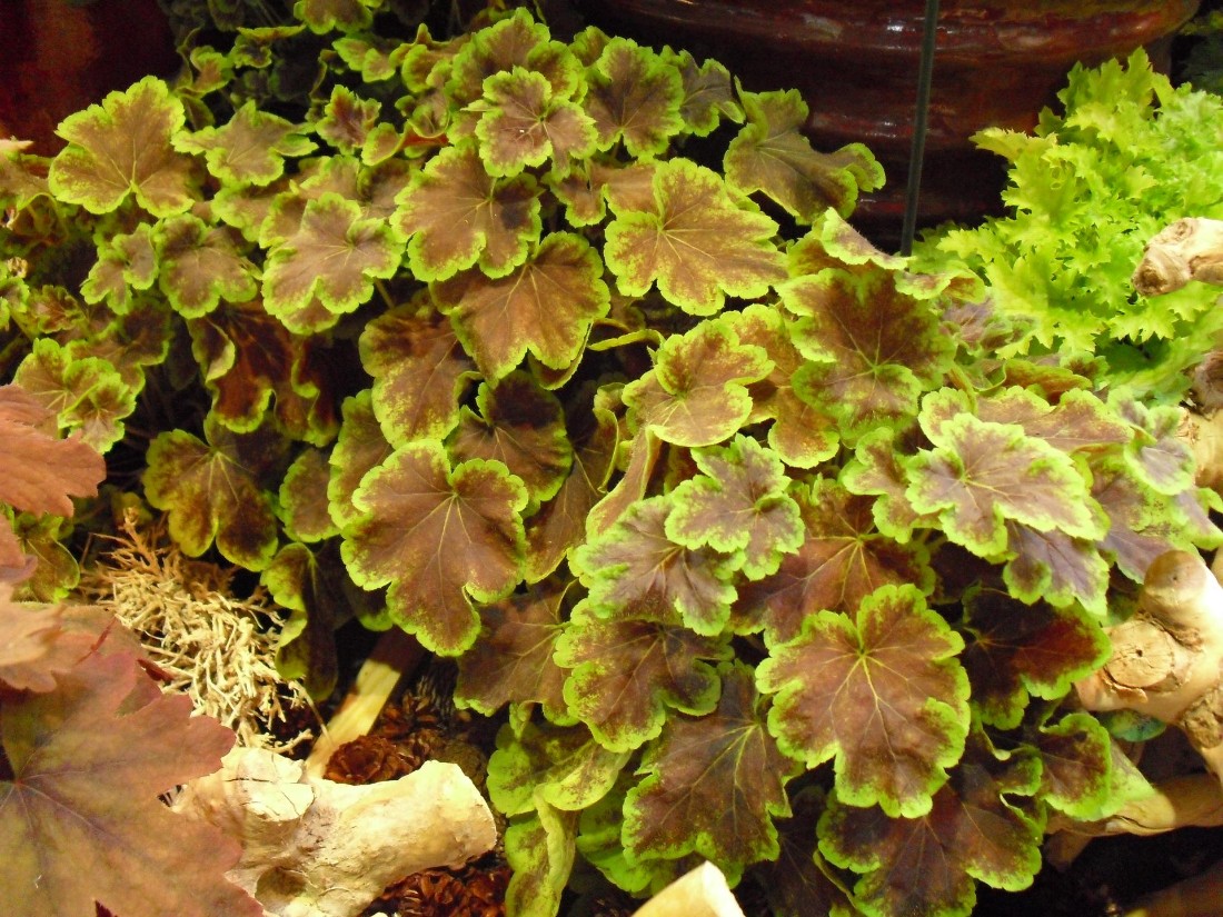 Plantas a las que les gusta la sombra - Heuchera y Heucherella