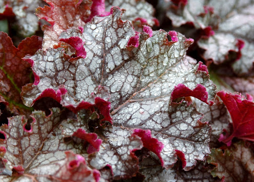 Plantes d'ombre - Heuchera