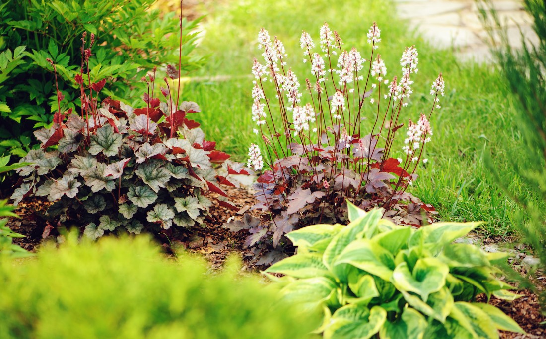 Heuchera et Heucherella - fleurs à floraison intense pour l'ombre