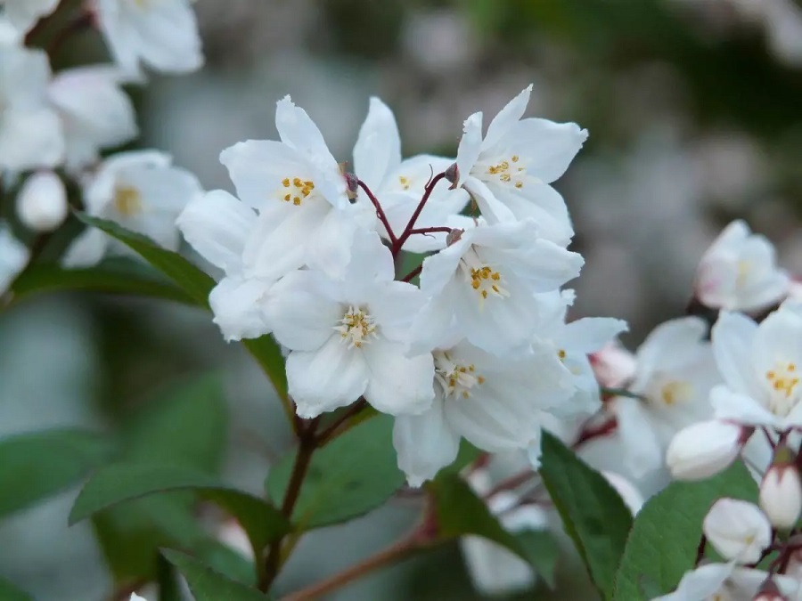 Deutzia - che tipo di pianta è e che aspetto ha?