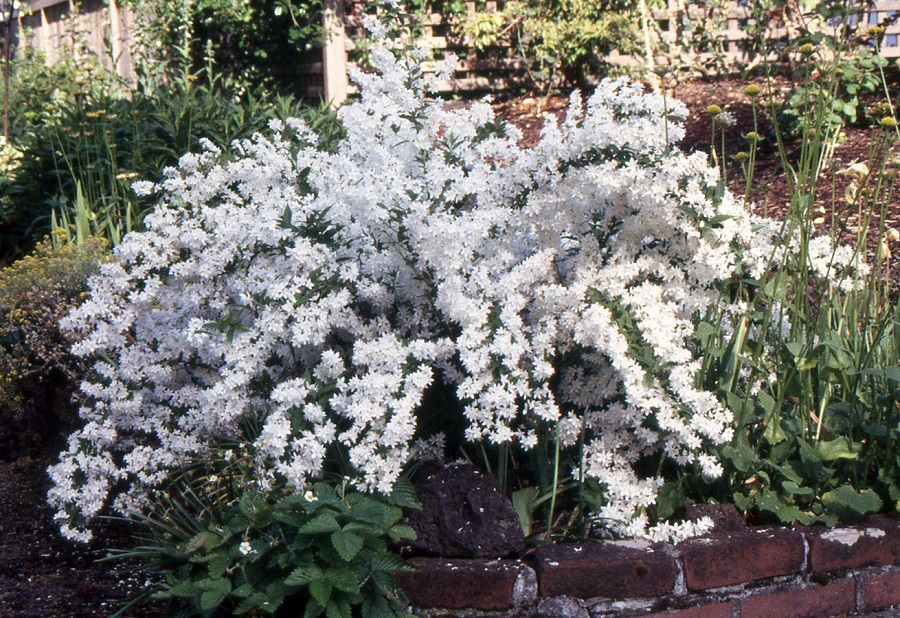 Maiblumenstrauch - bemerkenswerte Sorten