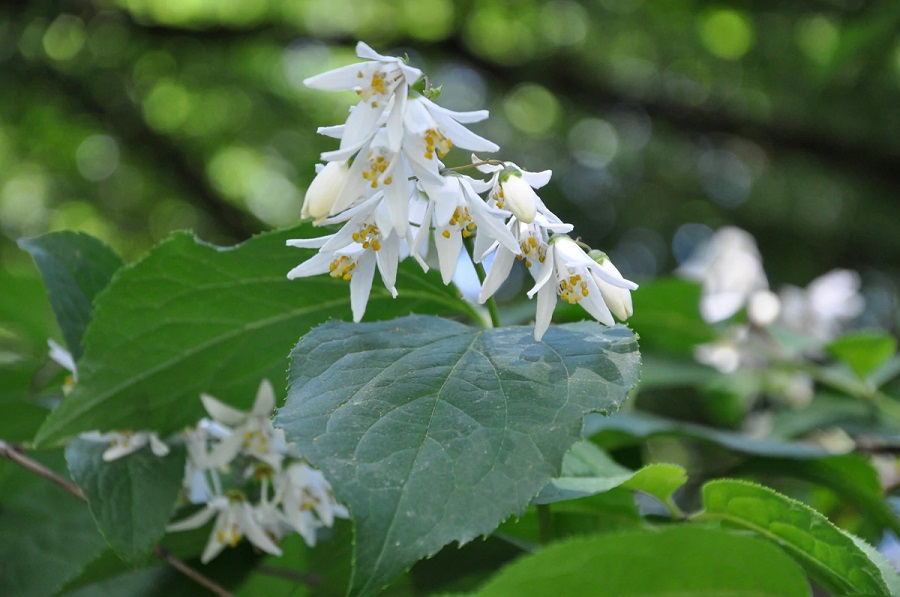 Quali sono i parassiti e le malattie più comuni delle piante di deutzia?