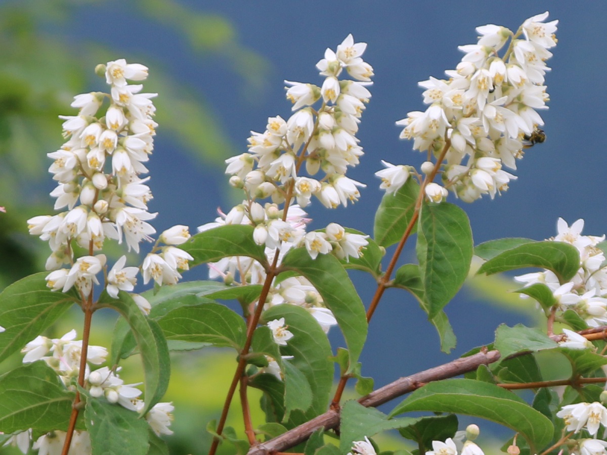 Planta Deutzia - Cómo Cuidar la Deutzia, Variedades, Poda, Problemas