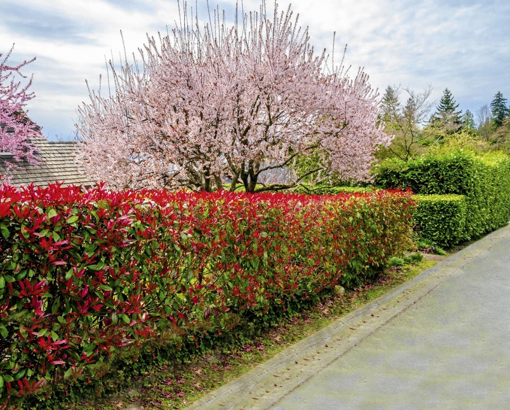 Barberries - the best evergreen hedging plants