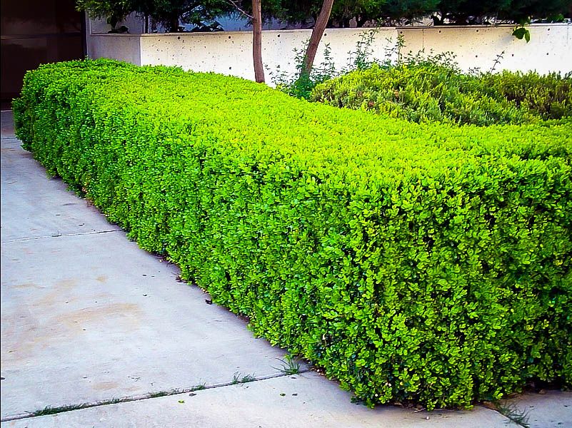 Plantas de cobertura de hoja perenne - boj