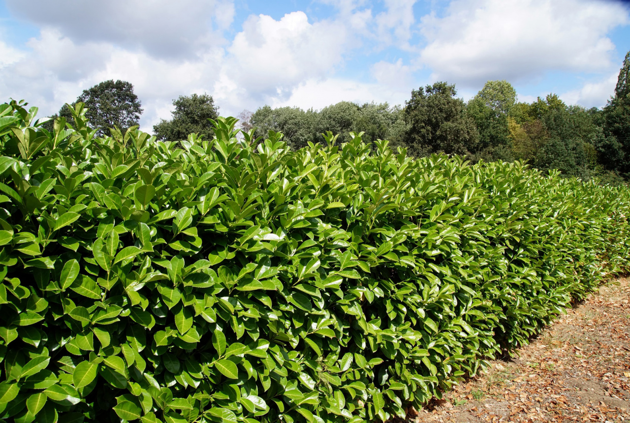 Cherry laurel - the eternal beauty of flowering hedge plants