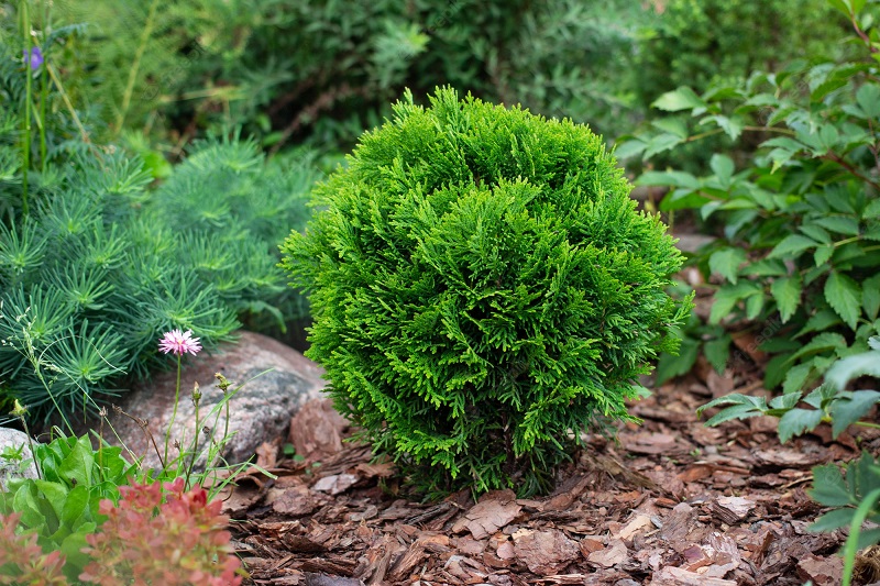 Arbovitae 'Danica' (Thuja occidentalis 'Danica')