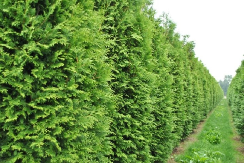 Northern white-cedar (Wareana Lutescens)