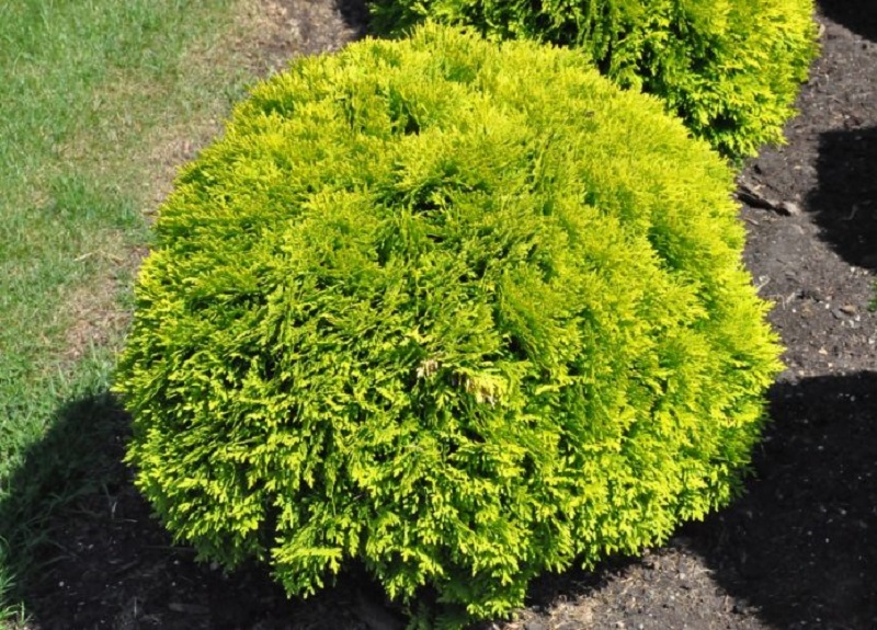 Żywotnik zachodni 'Mirjam' (Thuja occidentalis 'Mirjam')